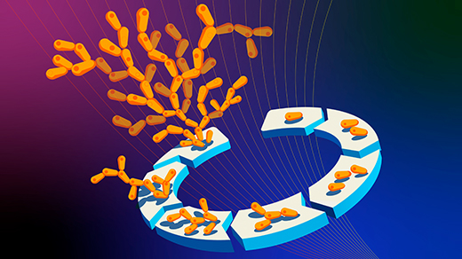 Cells dividing and multiplying