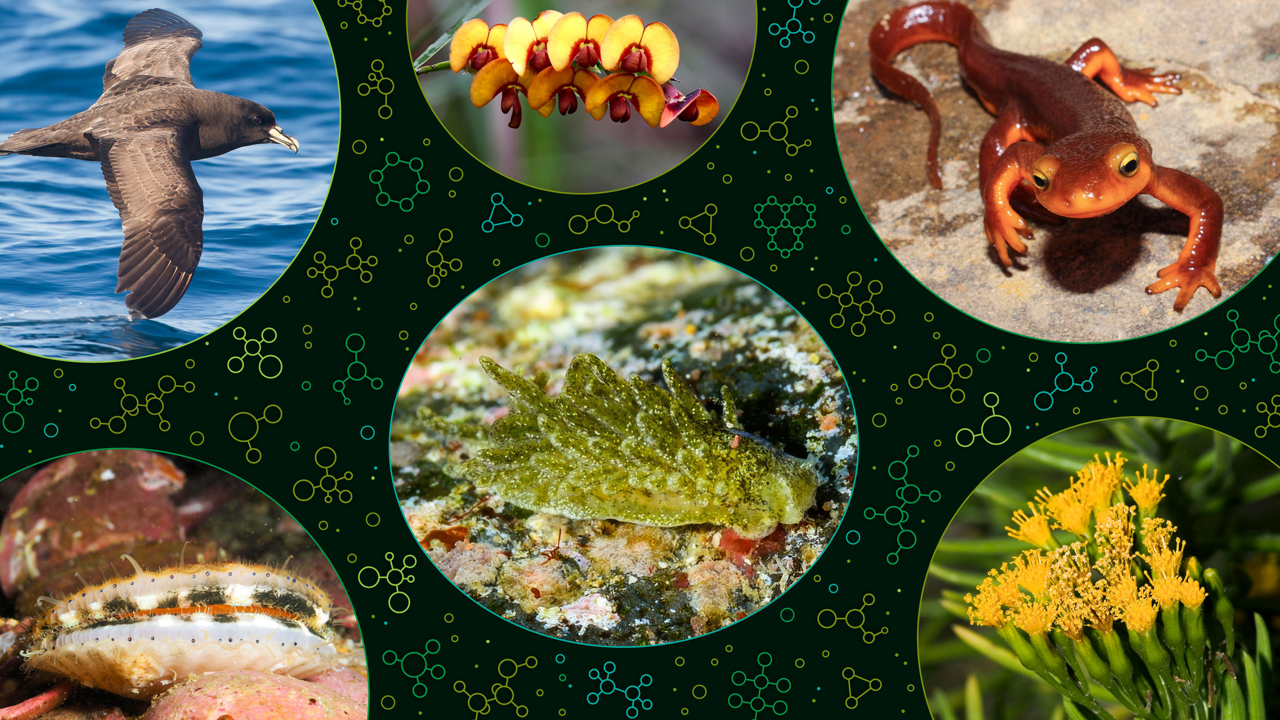 A photo college shows organisms that produce or are affected by different keystone molecules, including a seabird; plants; a California newt; an Alderia sea slug; and a scallop.