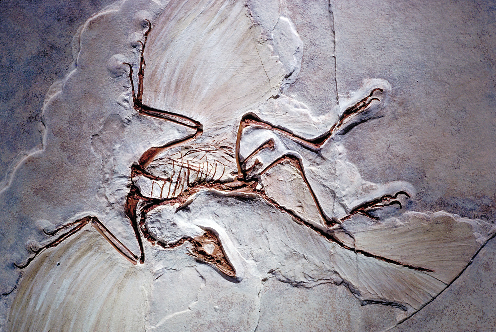 Archaeopteryx fossil showing the imprints of feathers.