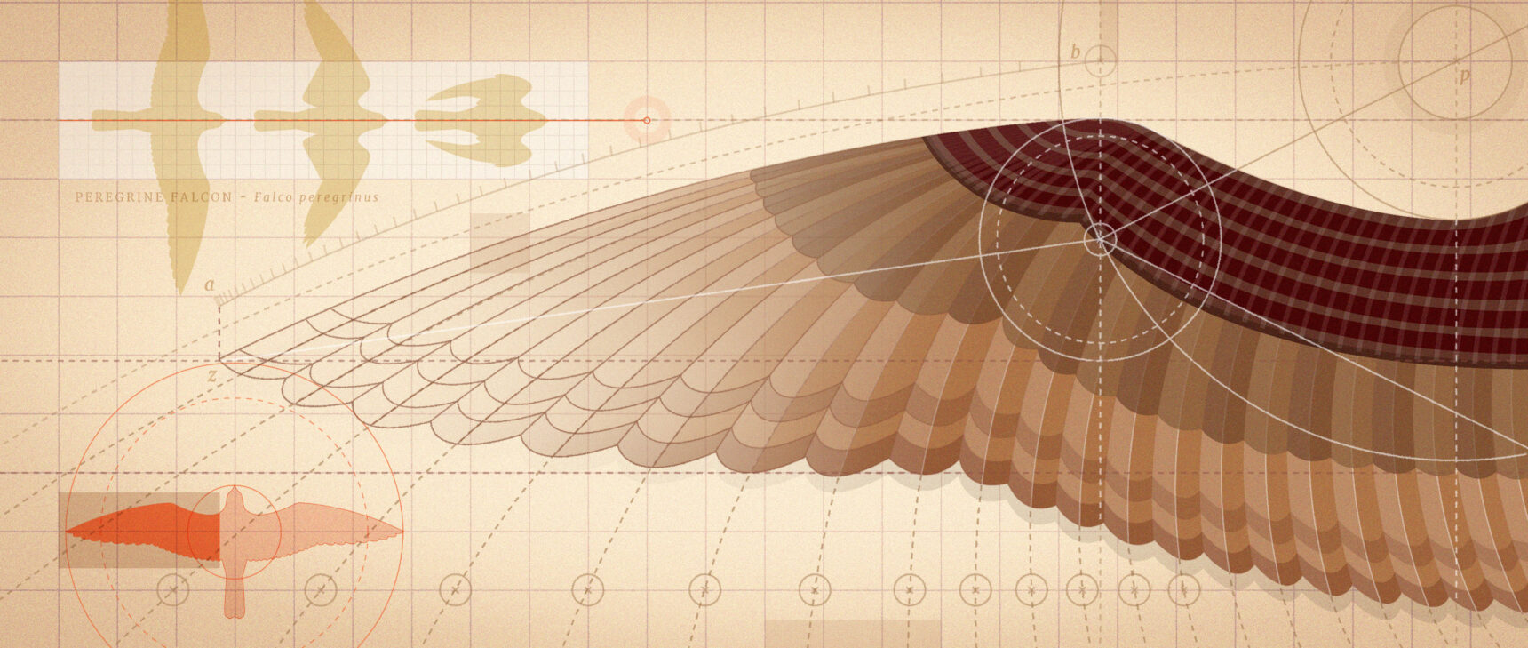 A blueprint-like rendering of the biomechanics of a bird wing.