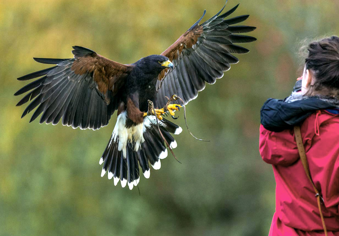 Flying hawk approaching a researcher outdoors.