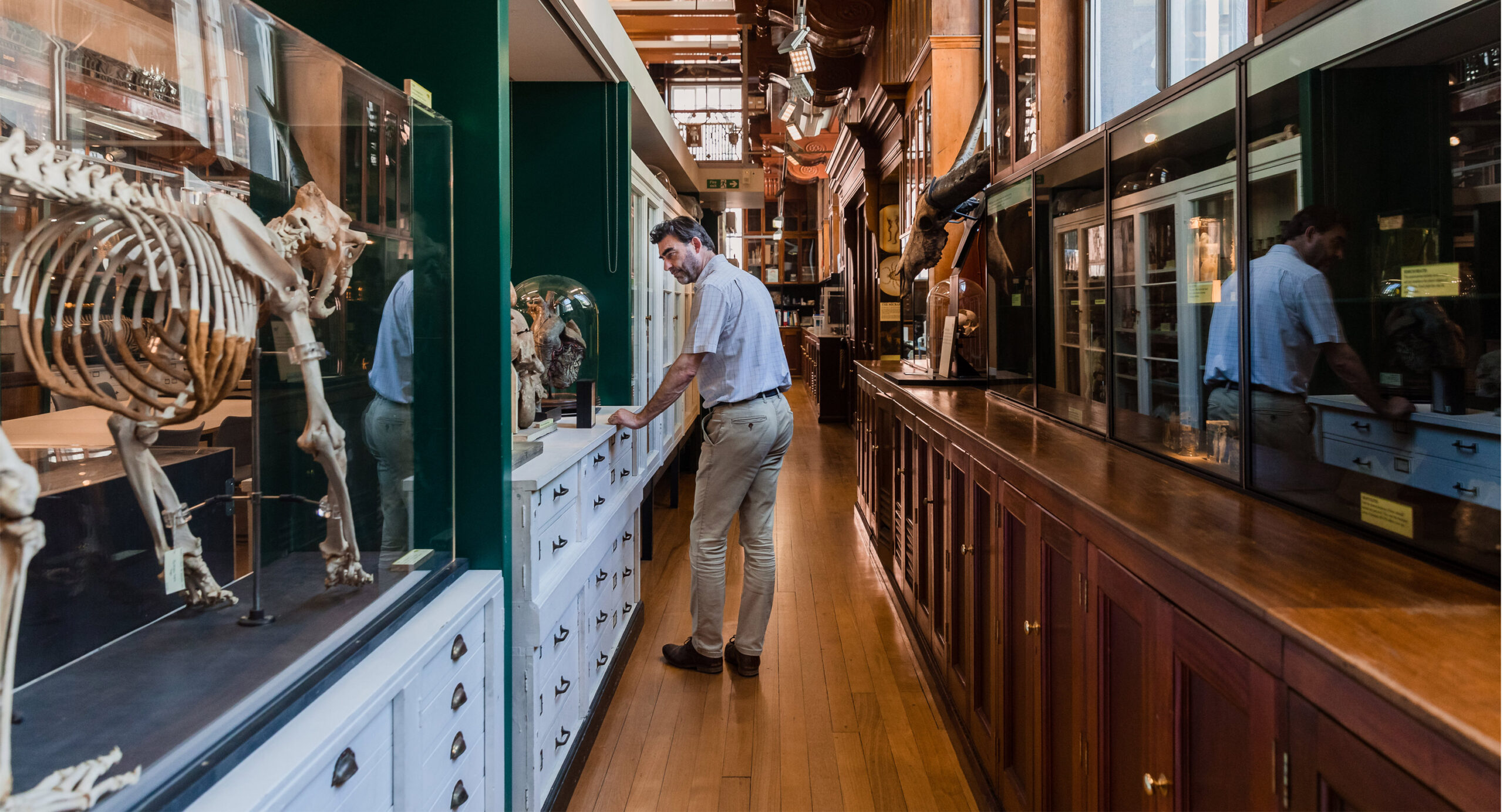 Nick Lane looks at fossils and specimens under glass at the Grant Museum of Zoology in London, England.