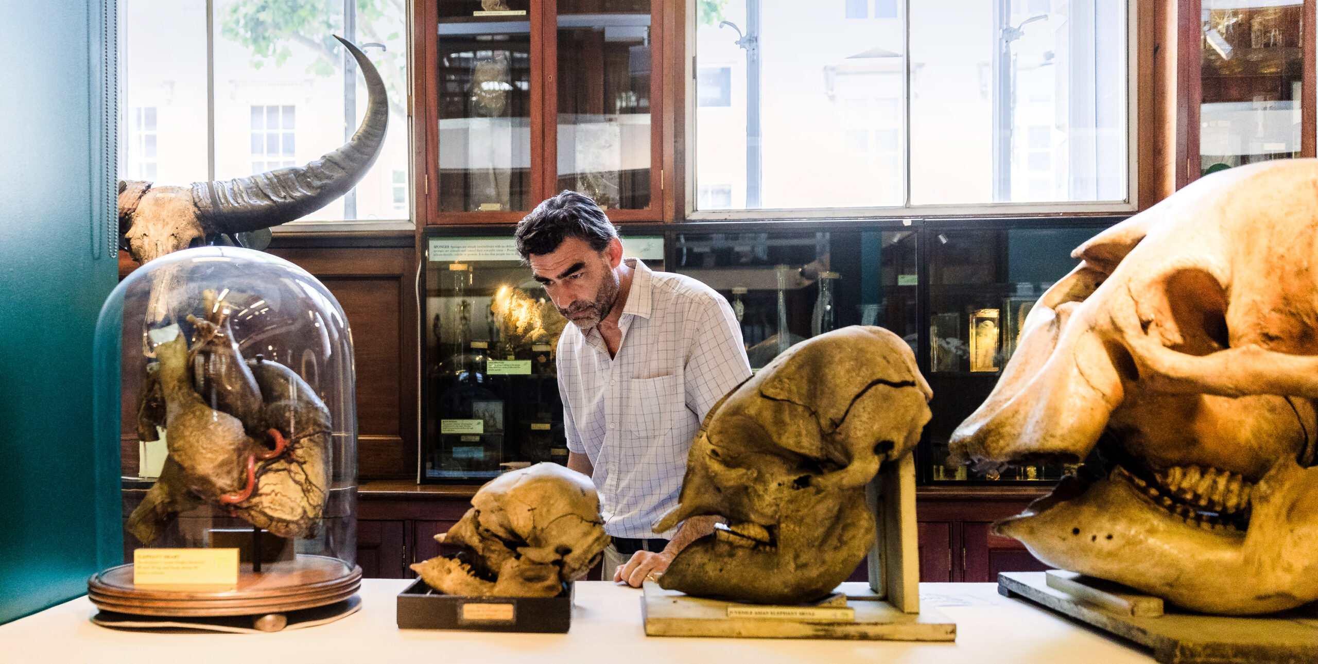 Lane examines massive fossil skulls of huge extinct animals at the Grant Museum.