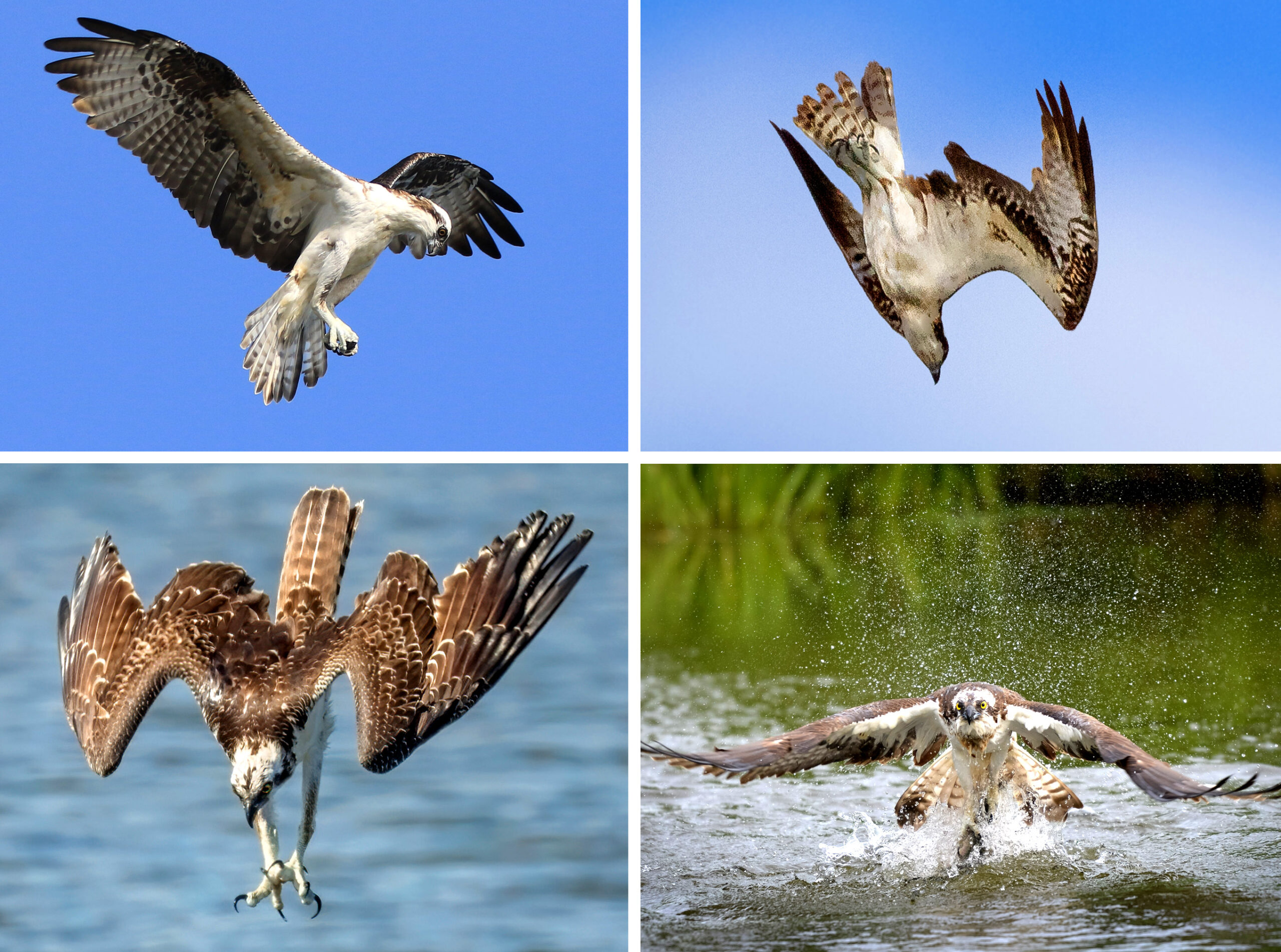 Mosaic of ospreys hunting.