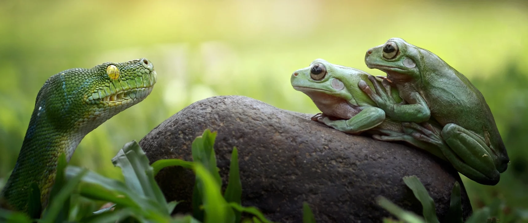 A snake and two frogs staring at one another across a rock.