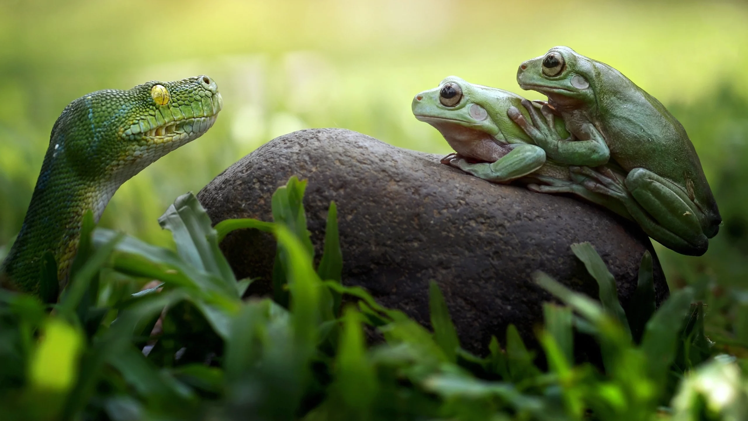 A snake and two frogs staring at one another across a rock.