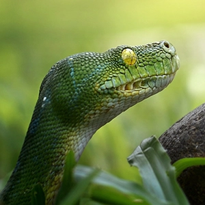 A snake and two frogs staring at one another across a rock.