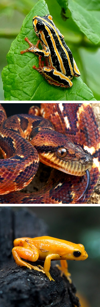 Head and front half of a Malagasy boa. Separate images of the golden mantella frog on a rock and the painted reed frog on a leaf.