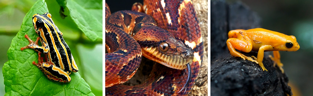 Head and front half of a Malagasy boa. Separate images of the golden mantella frog on a rock and the painted reed frog on a leaf.