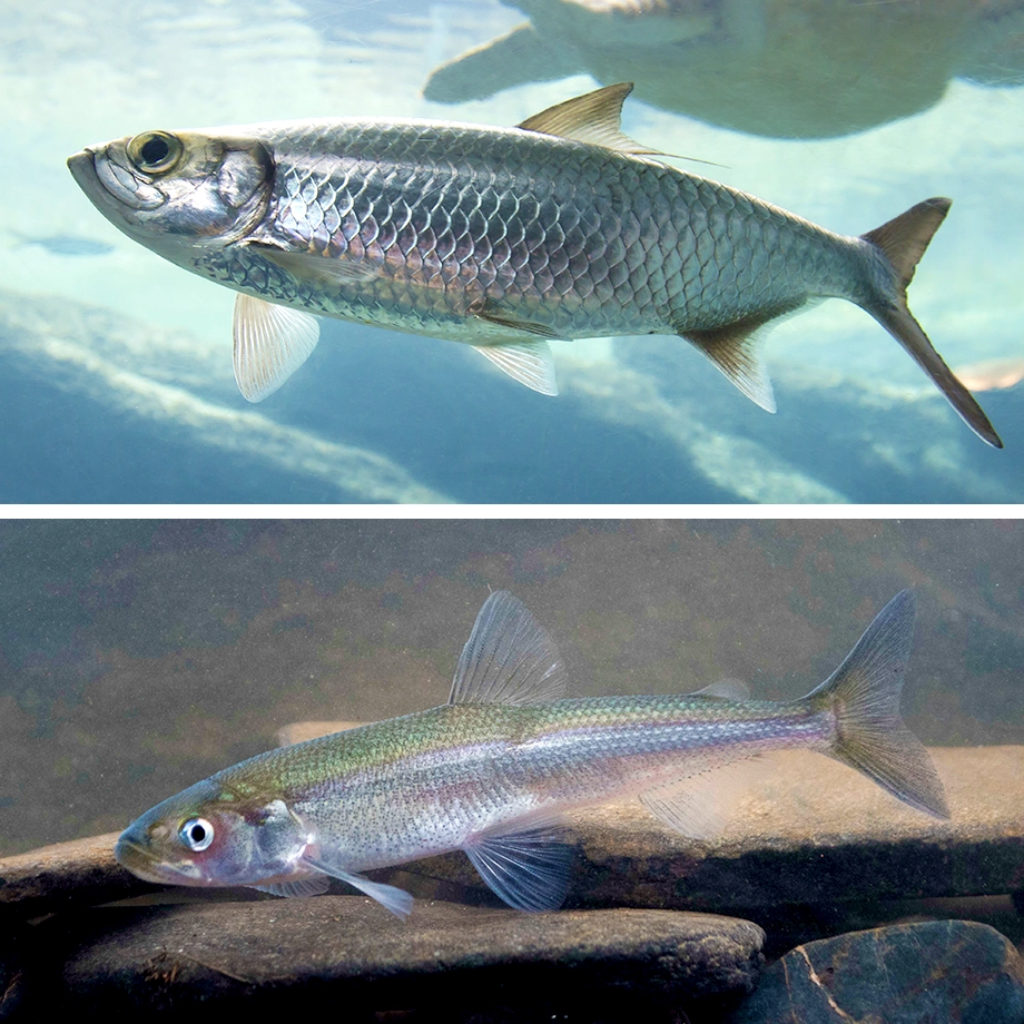 Diptych of a herring and a smelt swimming in the open water.